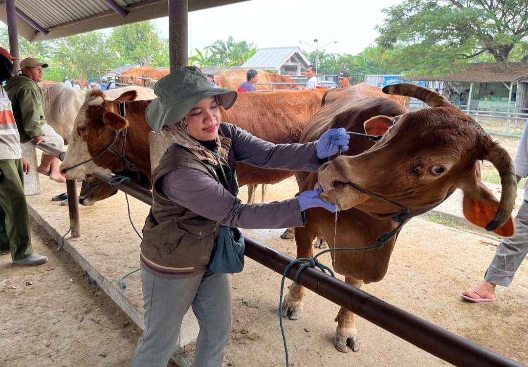 Pemeriksaan kesehatan hewan kurban di Lamongan oleh tenaga medis hewan Dinas Peternakan dan Kesehatan Hewan Lamongan (Foto: Istimewa)