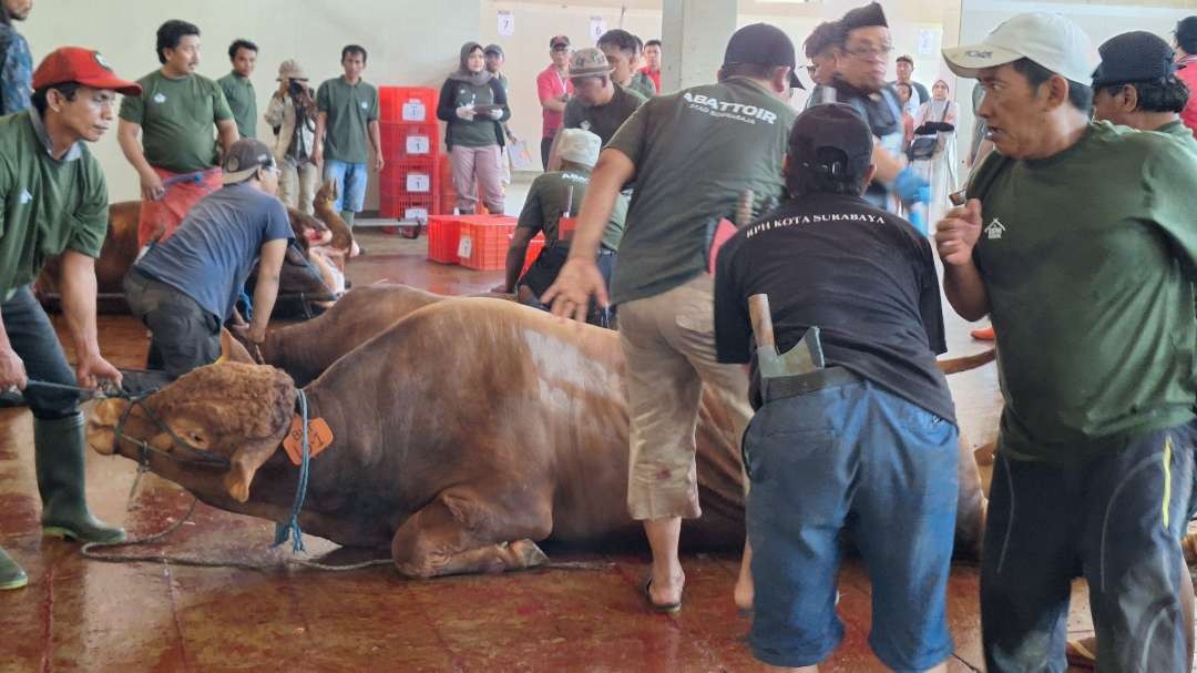 Para petugas sedang berusaha untuk menjinakkan hewan kurban sapi yang hendak disembelih, di RPH Kota Surabaya, Jalan Pegirian, Senin 17 Juni 2024. (Foto: Julianus Palermo/Ngopibareng.id)