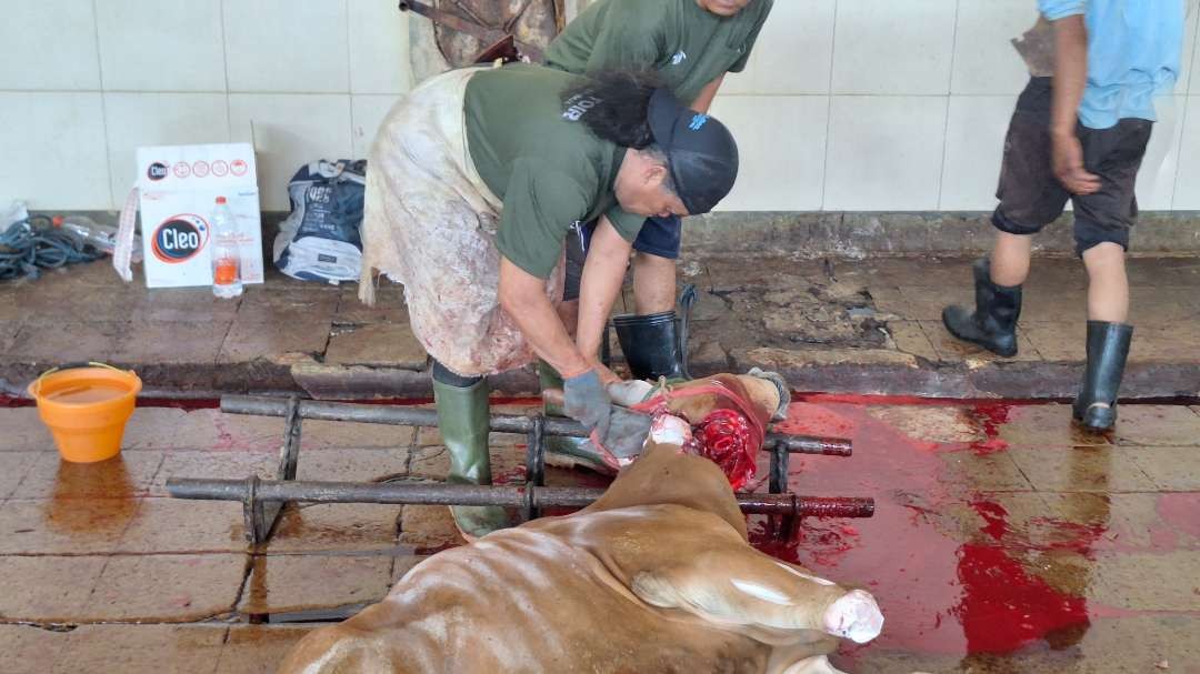 Salah seorang petugas sedang menggorok leher hewan kurban sapi, untuk kemudian disembelih, di RPH Kota Surabaya, Jalan Pegirian, Senin 17 Juni 2024. (Foto: Julianus Palermo/Ngopibareng.id)