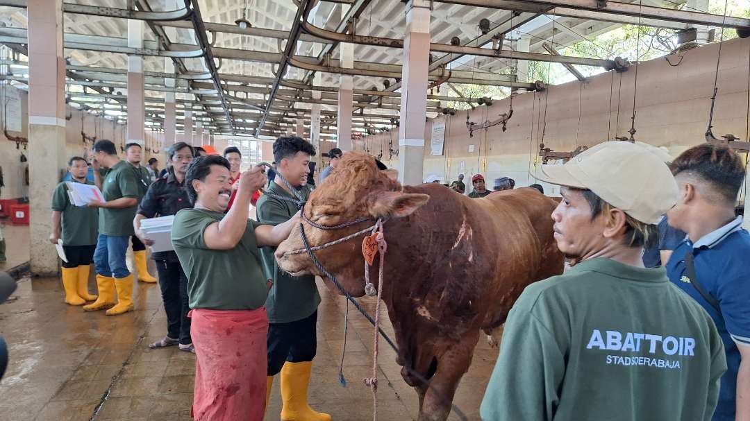 Hewan kurban jenis sapi yang sedang dipersiapkan untuk disembelih di Rumah Potong Hewan (RPH) Kota Surabaya, Jalan Pegirian, Senin 17 Juni 2024. (Foto: Julianus Palermo/Ngopibareng.id)