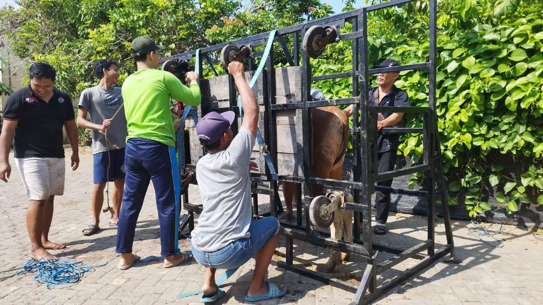 Proses pengikatan sapi dengan alat yang dibuat sendiri mempermudah proses penyembelihan. (Foto: Muh Hujaini/Ngopibareng.id)