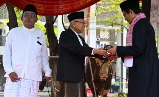 Momen Wapres KH Ma'ruf Amin menyerahkan seekor sapi lemosin seberat 1,01 Ton kepada Imam Besar Masjid Istiqlan KH Nazaruddin Umar (Foto: Setwapres)