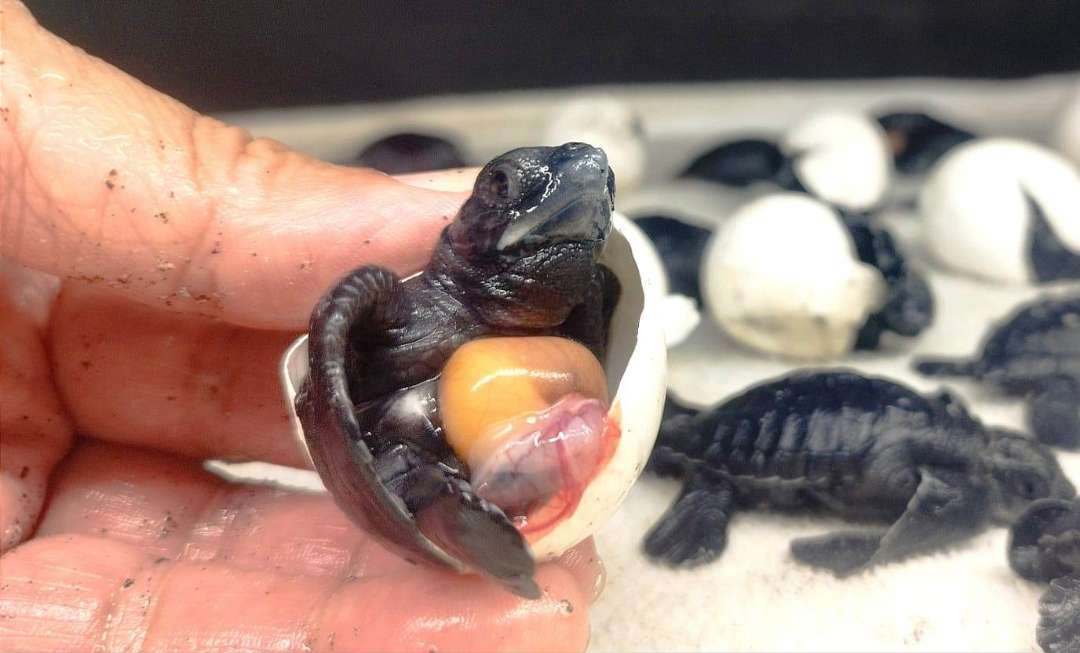 Seekor tukik dengan ari-ari atau yolk yang berukuran besar di tubuhnya. (Foto: Muh Hujaini/Ngopibareng.id)