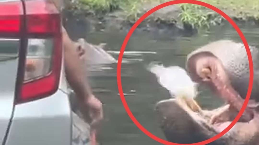 Pengunjung Taman Safari Indonesia Cisarua, Bogor, Jawa Barat, terekam kasih makan kuda Nil sampah. (Foto: Tangkapan layar video)