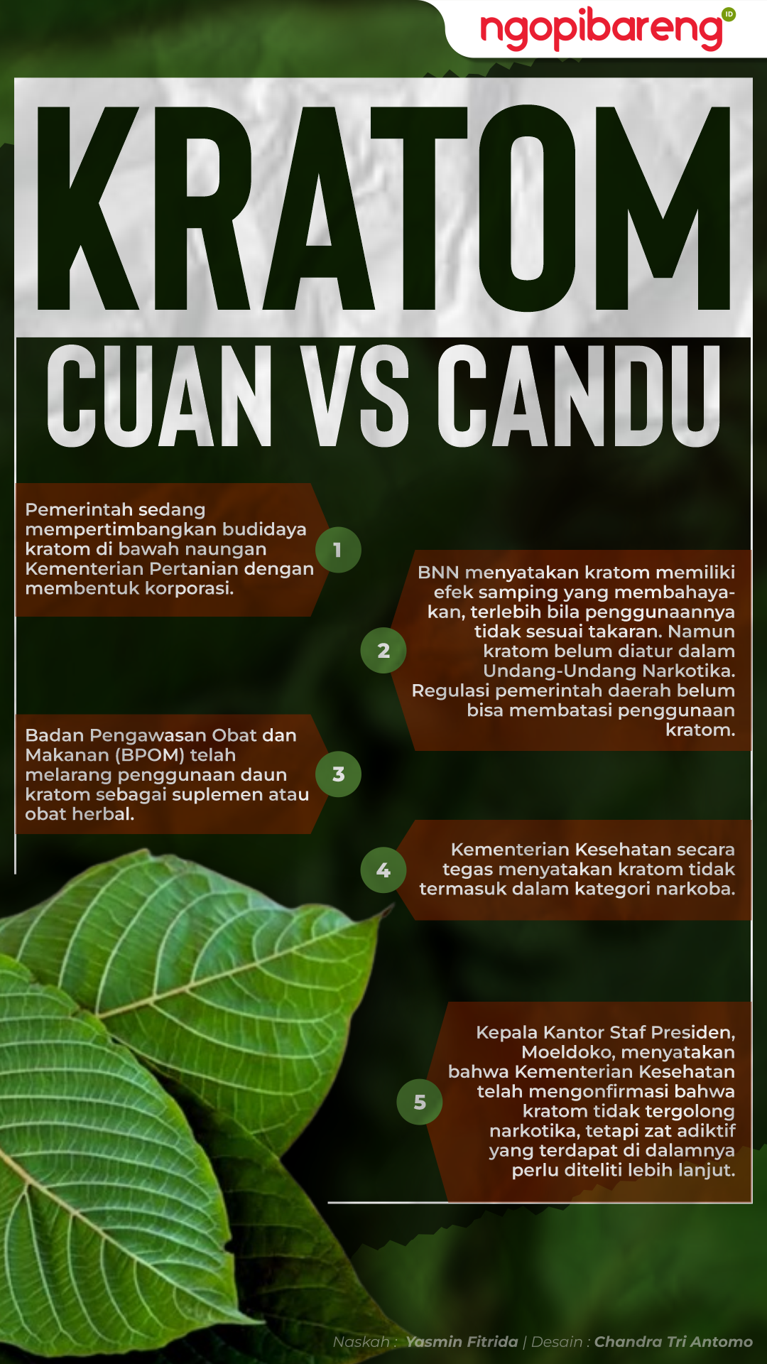 Info grafis kratom, antara cuan vs candu lantaran daunnya disebut mengandung narkoba. (Grafis: Chandra Tri Antomo/Ngopibareng.id)