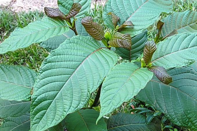 Daun kratom. (Foto: Istimewa)