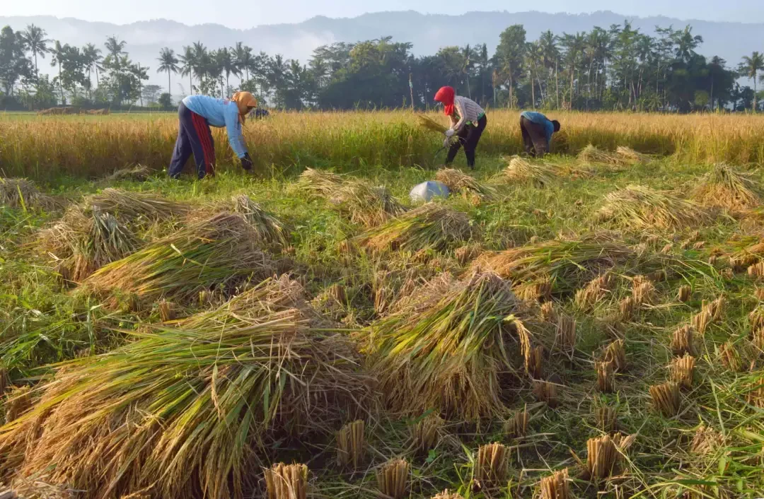 Petani panen padi. (Foto: Kominfo Jatim)