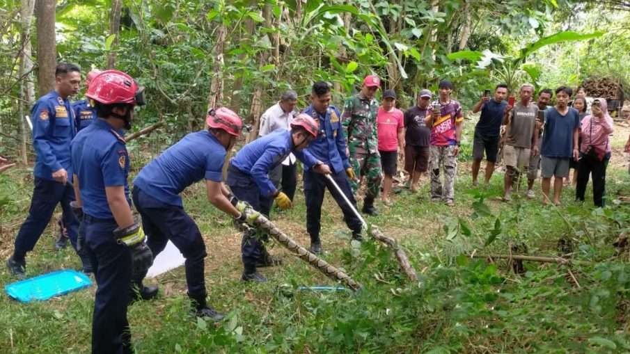 Babinsa Salamrejo, Sertu Nurhadi dari Koramil 0806-08 Karangan bersama personil Pemadam Kebakaran (Damkar) Kabupaten Trenggalek, berhasil menangkap dua ekor ular piton sepanjang tiga meter setelah menerima laporan dari warga, Kamis 4 Juli 2024. (Foto: dok. Kodim Trenggalek)