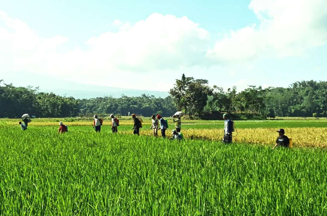 Petugas PPL di Jember sedang mendampingi petani (Foto: PPID Pemkab Jember)