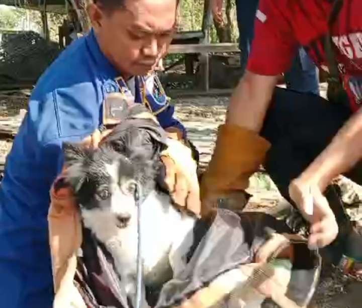 Salah satu anjing liar yang meresahkan warga berhasil diamankan petugas Satpol PP dan Damkar Tuban (dok. Damkar Tuban)