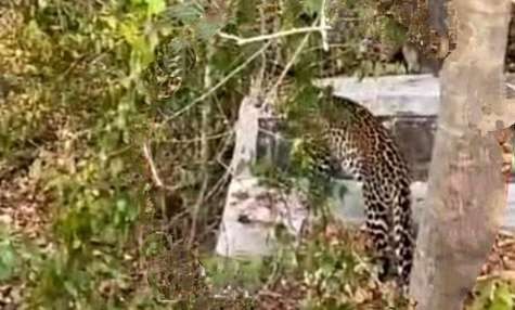 Seekor macan tutul menampakan diri di pinggir hutan Taman Nasional Baluran Situbondo viral di medsos. (Foto: Tangkapan Layar Medsos(