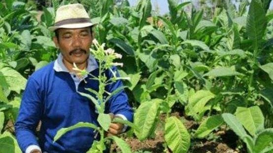 Petani di Kabupaten Probolinggo menunjukkan tembakau yang terserang  virus kerdil. (Foto: Ikhsan Mahmudi/Ngopibareng.id)