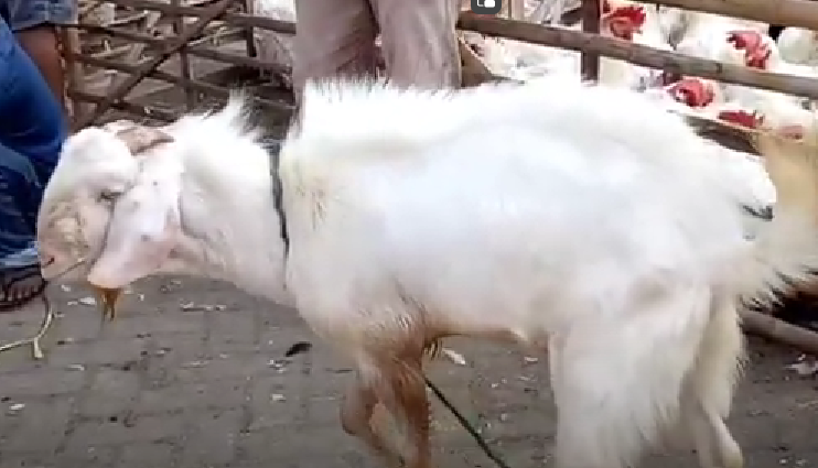 Kambing Pote, salah satu kambing yang dinyatakan sebagai kambing asal Kabupaten Bangkalan. (Foto: tangkapan layar)