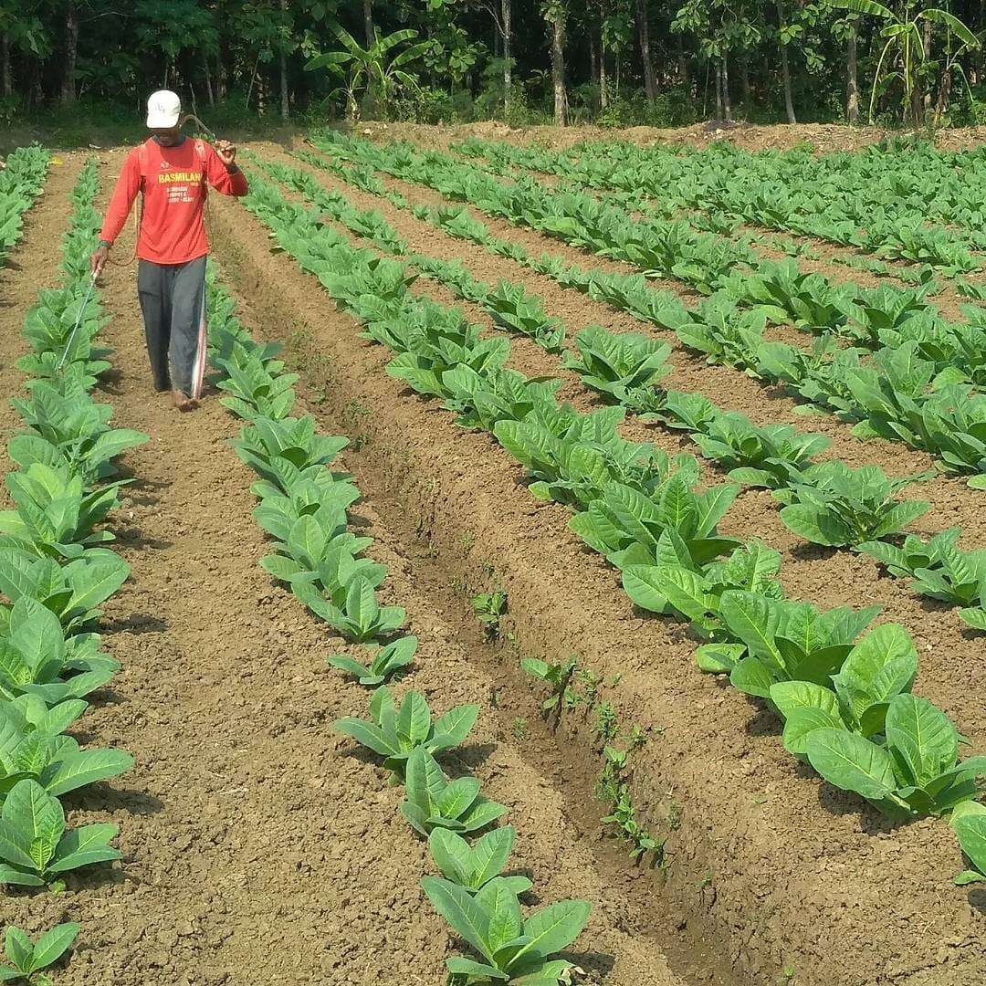 Ilustrasi. Petani tembakau di Sumenep. (Foto: dok. sumenepkab)