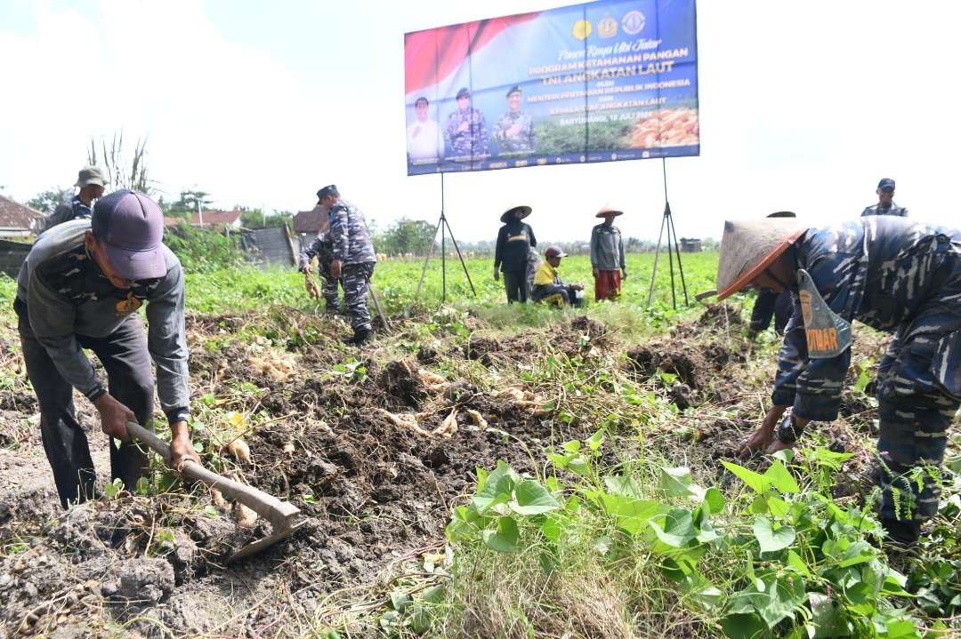 Anggota Lanal Banyuwangi melakukan panen ubi jalar di Desa Sukamaju. Kecamatan Srono Banyuwangi, Jawa Timur. (Foto: Istimewa)