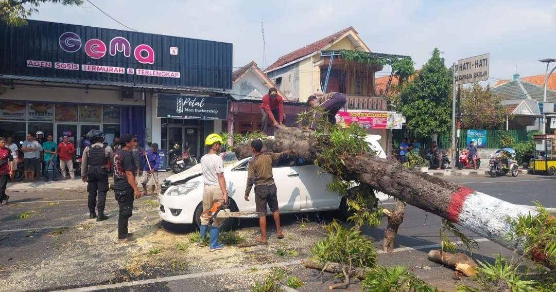 Pohon tumbang timpa mobil kijang Innova saat melintaa.(Foto Istimewa)