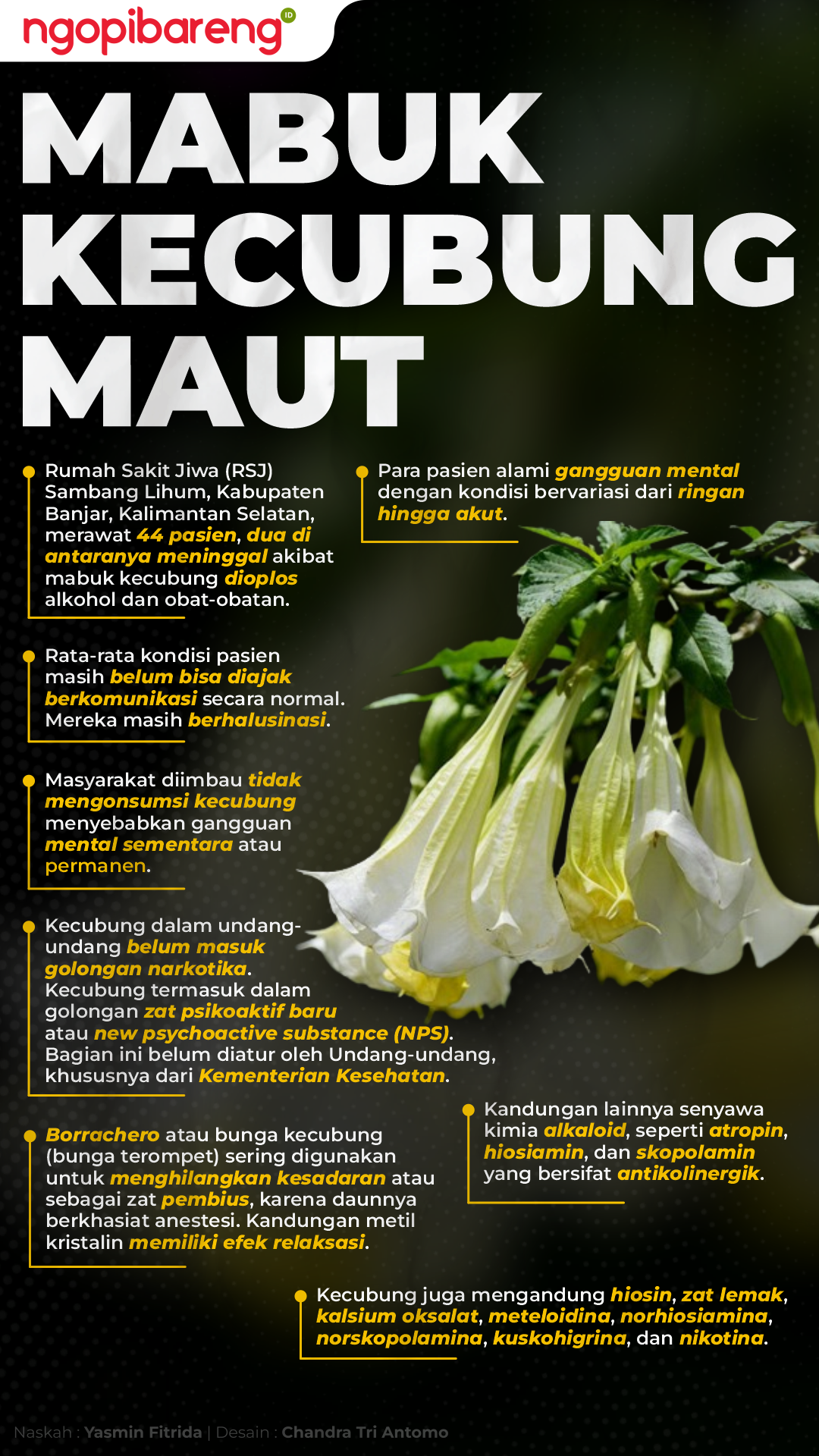 Info grafis mabuk kecubung maut di Banjarmasin. (Grafis: Chandra Tri Antomo/Ngopibareng.id)