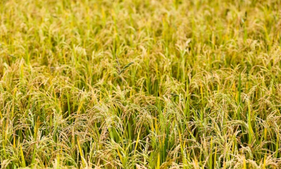 Pemerintah Kota Maidun, melakukan sejumlah upaya optimalisasi produktivitas padi di lahan pertanian terbatas, di musim panen tahun ini. (Foto ilustrasi: Unsplash)