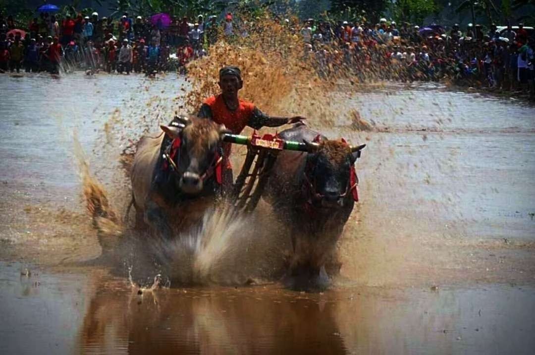 Karapan Sapi Brujul menjadi objek bidikan para fotografer yang mengunjungi Kota Probolinggo. (Foto: Ikhsan Mahmudi/Ikhsan Mahmudi/Ngopibareng.id)