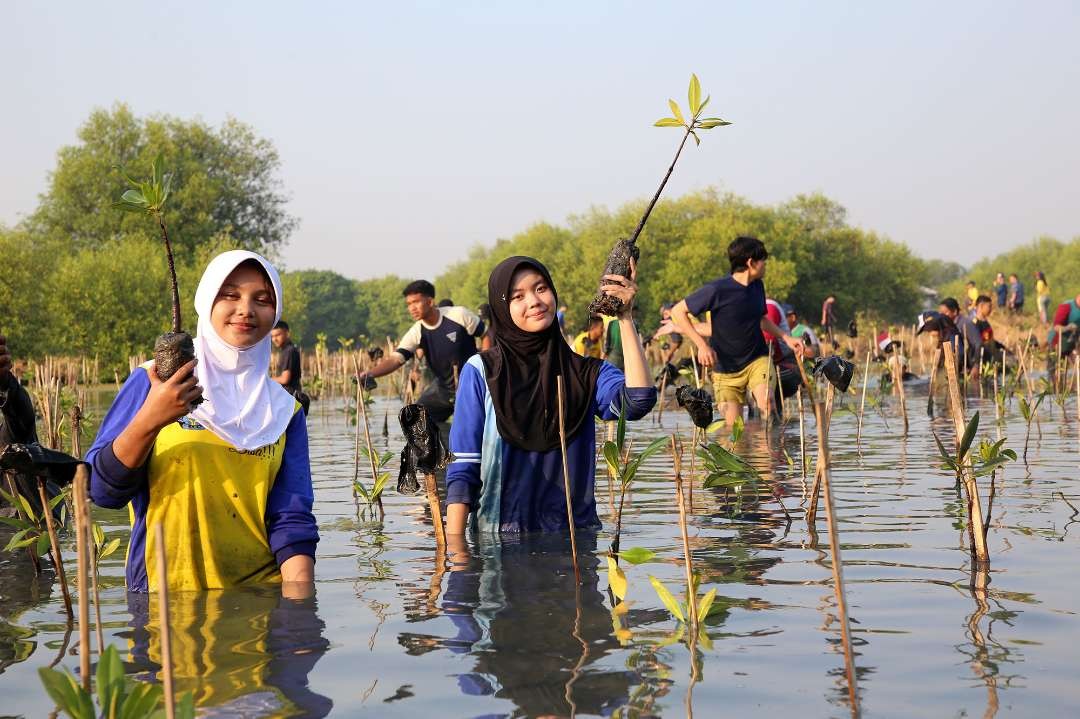 Penanaman bibit tanaman mangrove, yang dianggap WALHI Jatim sia-sia karena pemerintah masih mengizinkan izin terbit bangunan di kawasan lindung mangrove. (Foto: Humas Pemkot Surabaya)