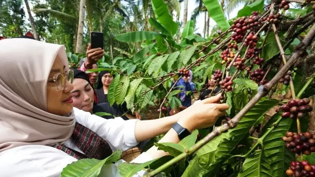 Tim Indikasi Geografis (IG) Dirjen Kekayaan Intelektual Kemenkumham melakukan verifikasi lapangan uji indikasi geografis kopi robusta di Banyuwangi. (Foto: Dok Pemkab Banyuwangi)