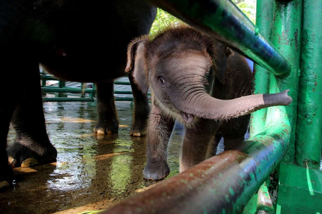 Potret "Rocky Balboa", bayi gajah berusia dua bulan, yang namanya disematkan langsung oleh Walikota Surabaya Eri Cahyadi. (Foto: Humas Pemkot Surabaya)