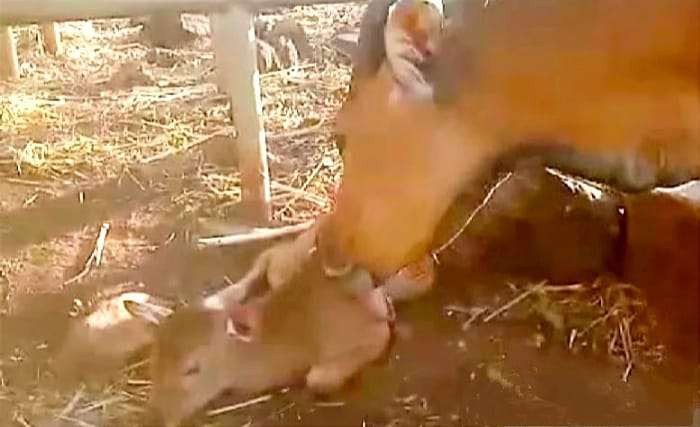 Anak banteng Jawa jantan lahir di Taman Nasional Baluran Situbondo kini dalam pemantauan tim perawat banteng. (Foto: Instagram TN Baluran)