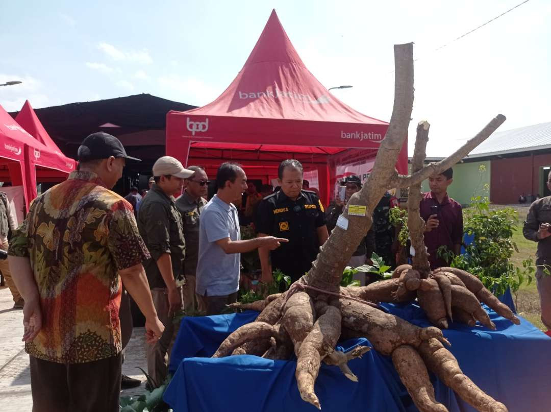 Bupati Jember Hendy Siswanto didampingi Kepala DTPHP Imam Sudarmaji melihat singkong berukuran jumbo hasil panen petani Jember (Foto: Rusdi/Ngopibareng.id)