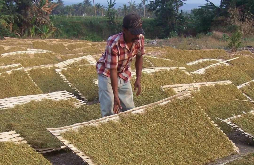 Petani di Kabupaten Probolinggo sedang menjemur tembakau rajangan, yang harganya lumayan tinggi. (Foto: Ikhsan Mahmudi/Ngopibareng.id)