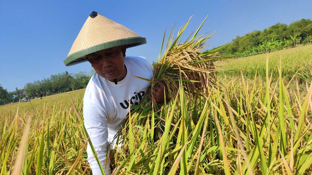 Sutikno salah satu petani Rahayu memanen padi organik di lahannya di Desa Rahayu, Kecamatan Soko, Tuban, Rabu 14 Agustus 2024. (Foto: Fariz Yarbo/Ngopibareng.id)