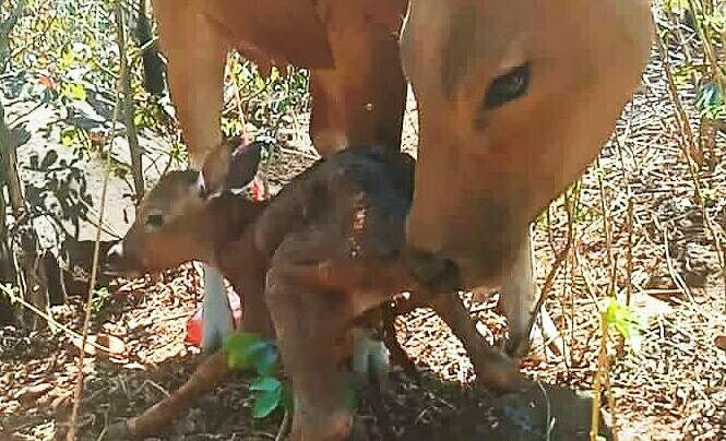 Anak banteng jawa betina lahir di suaka satwa  banteng Taman Nasional Baluran Situbondo, Jawa Timur. (Foto: Humas TN Baluran)