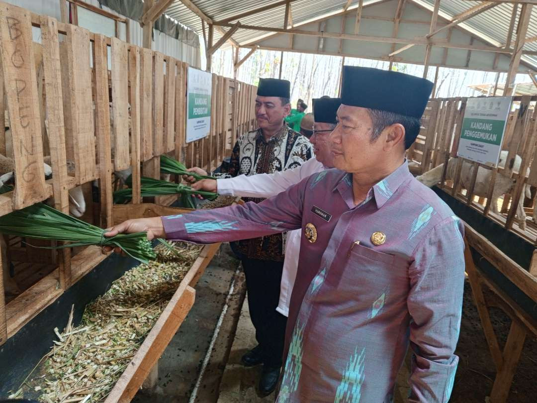 Bupati Lamongan Yuhronur Efendi bersama BAznas RI Nur Chamdani memberi pakan ternak domba di Balai Ternak Ar Rihmah di Desa Girik. kecamatan Ngimbang., Lamongan (Foto : Imron Rosidi/Ngopibareng.id)