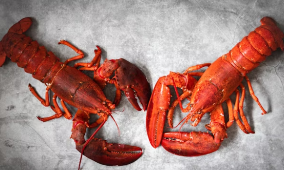 Pemilik rumah kos di Jalan Mayjen Panjaitan Gang 8C, Klojen, Kota Malang, mendapati temuan tak bisa. Salah satu penghuni kosnya menangkar lobster. (Foto ilustrasi: Unsplash)