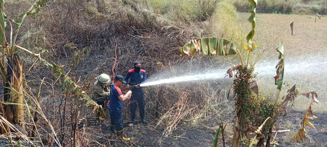 Petugas Damkar Korwil Lamongan sedang memadamkan kebakaran lahan di Desa Sumberrejo, Kecamatan Lamongan (Foto: Istimewa)