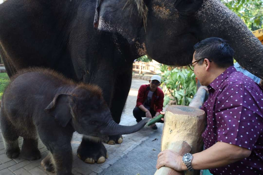 Dirut KBS Chairul Anwar saat menengok anakan gajah Sumatera yang berhasil dikembangbiakkan bernama Rocky Balboa. (Foto: Humas Pemkot Surabaya)