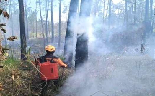 Anggota BPBD dan Damkar Bondowoso memadamkan api membakar hutan pinus 1,5 hektar di Desa Curahpoh, Kecamatan Curahdami, Minggu 1 September 2024.(Foto: BPBD Bondowoso)