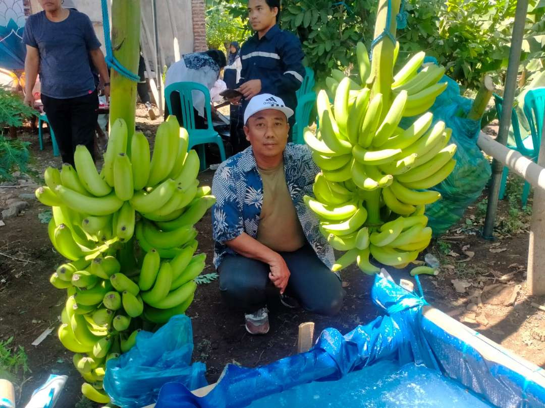 Suasana panen pisang cavendish di Kelurahan/Kecamatan Kademangan, Kota Probolinggo. (Foto: Ikhsan Mahmudi/Ngopibareng.id)