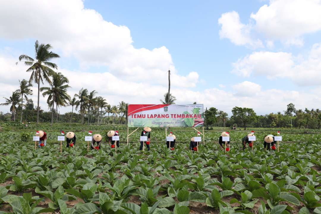 Temu Lapang Tembakau di Lumajang, Jawa Timur. (Foto: Pemkab Lumajang)