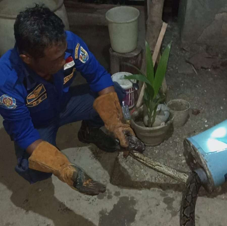 Petugas Damkar Tuban mengevakuasi ular piton yang masuk ke dalam kloset milik warga Tuban (Foto: Dok Damkar Tuban)