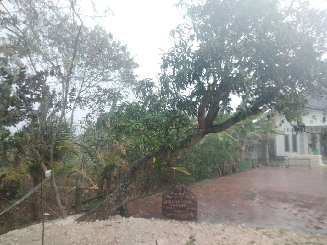 Hujan turun di Kecamatan Sumberejo, Bojonegoro pada Senin 9 September 2024. (Foto: Sumali/warga Sumberejo)