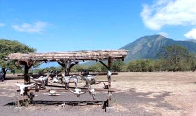 Kawasan wisata alam Taman Nasional Baluran Situbondo ditutup 12-13 September 2024. (Foto: Humas TN Baluran)