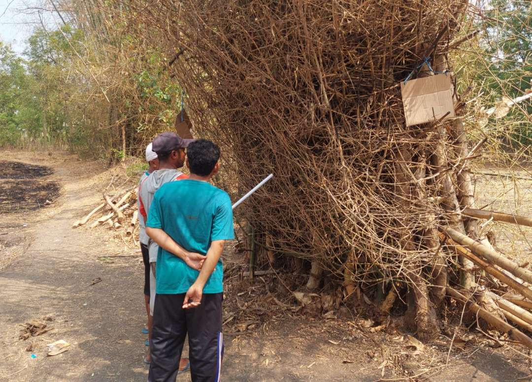 Rumpun bambu (Jawa: barongan) di Desa Tongas Wetan, Kecamatan Tongas, Kabupaten Probolinggo. (Foto: Ikhsan Mahmudi/Ngopibareng.id)