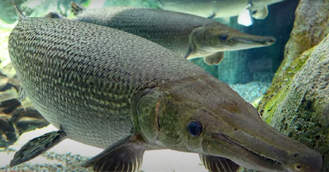 Ikan aligator gar, ikan yang dilarang dipelihara di Indonesia. (Foto: tangkapan layar youtube)