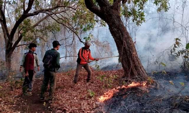 Anggota BPBD bersama TNU, Polri, dan petugas TN Baluran memadam titik api membakar hutan jati kawasan TN Baluran di pinggir Jalur Pantura Situbondo. (Foto: BPBD Situbondo)