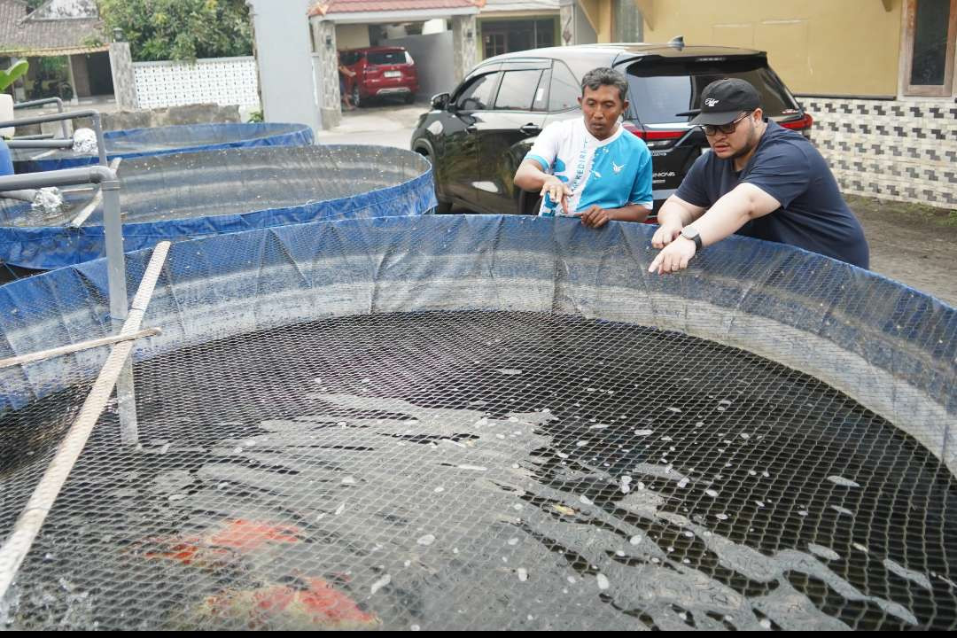 Bupati Kediri Hanindhito Himawan Pramana melihat lebih dekat potensi budidaya ikan koi di Kabupaten Kediri. (Foto: Istimewa)