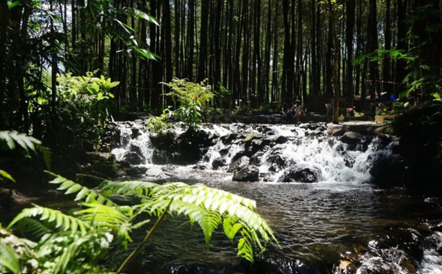 Hutan Pinus Poncosumo di Desa Sumberwuluh, Lumajang. (Foto: Kominfo Lumajang)