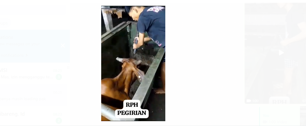 Sapi di RPH Pegirian Surabaya mati ditembak, bukan disembelih secara syar'i? Benarkah?