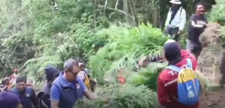 Tanaman ganja di  wilayah Taman Nasional Bromo Tengger Semeru (TNBTS), Jawa Timur. (Foto: tangkapan layar youtube)