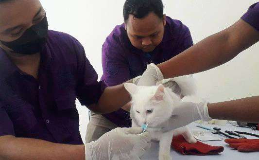 Hewan peliharaan kucing warga Bondowoso divaksin rabies oleh petugas keswan Disnakkan Bondowoso. (Foto: Guido Saphan/Ngopibareng.id)