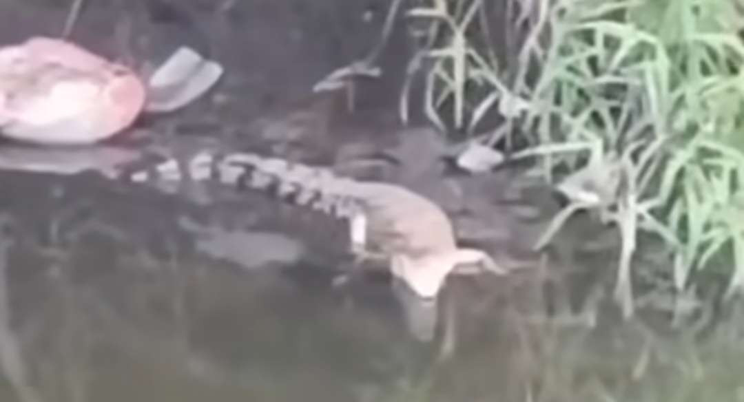 Seekor buaya berukuran sedang yang tampak direkam warga di sebuah sungai di dekat Jalan Dr. Ir. H. Soekarno (MERR), Gunung Anyar, Surabaya. (Foto: Tangkapan Layar)